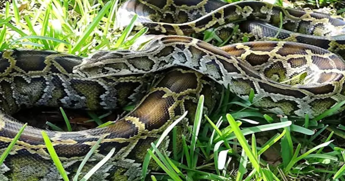 Conservation team removes four tons of large, invasive snakes, breaks record – WSB-TV Channel 2