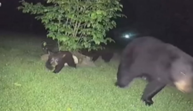 Lawrence County woman recalls bear family caught on camera, husband’s close encounter