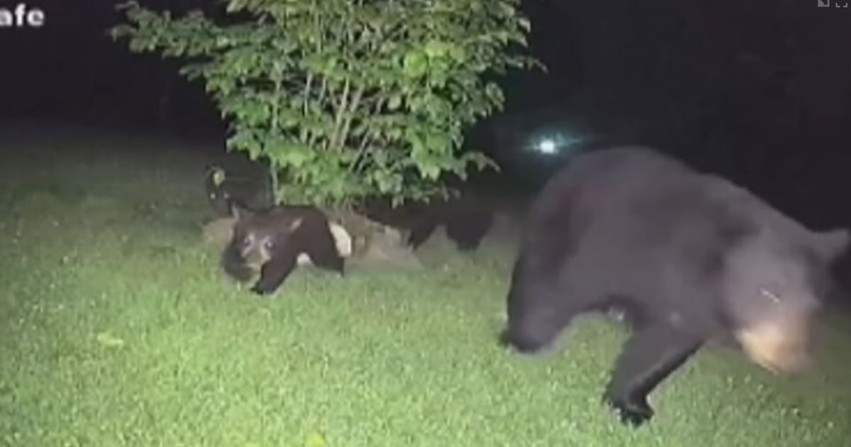 Lawrence County woman recalls bear family caught on camera, husband’s close encounter
