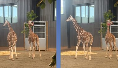 Missing giraffe calves found safe after year-long search