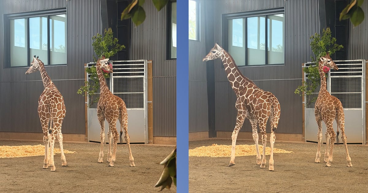 Missing giraffe calves found safe after year-long search