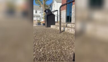 Mayflies cover Ohio Division of Wildlife’s entrance in Put-in-Bay – WHIO TV 7 and WHIO Radio