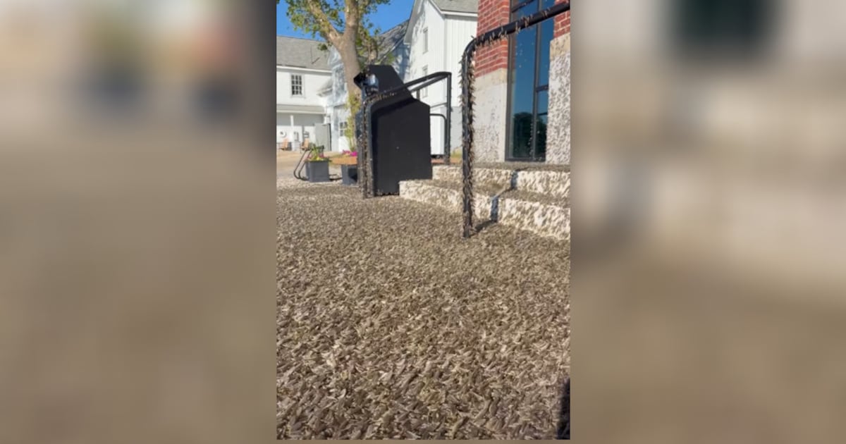 Mayflies cover Ohio Division of Wildlife’s entrance in Put-in-Bay – WHIO TV 7 and WHIO Radio
