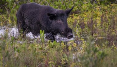 Wild hog on the loose near State Route 123: Police say