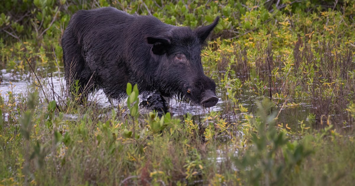 Wild hog on the loose near State Route 123: Police say