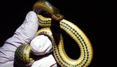 Infections could tip vulnerable snake species into extinction, UGA study says – WSB-TV Channel 2