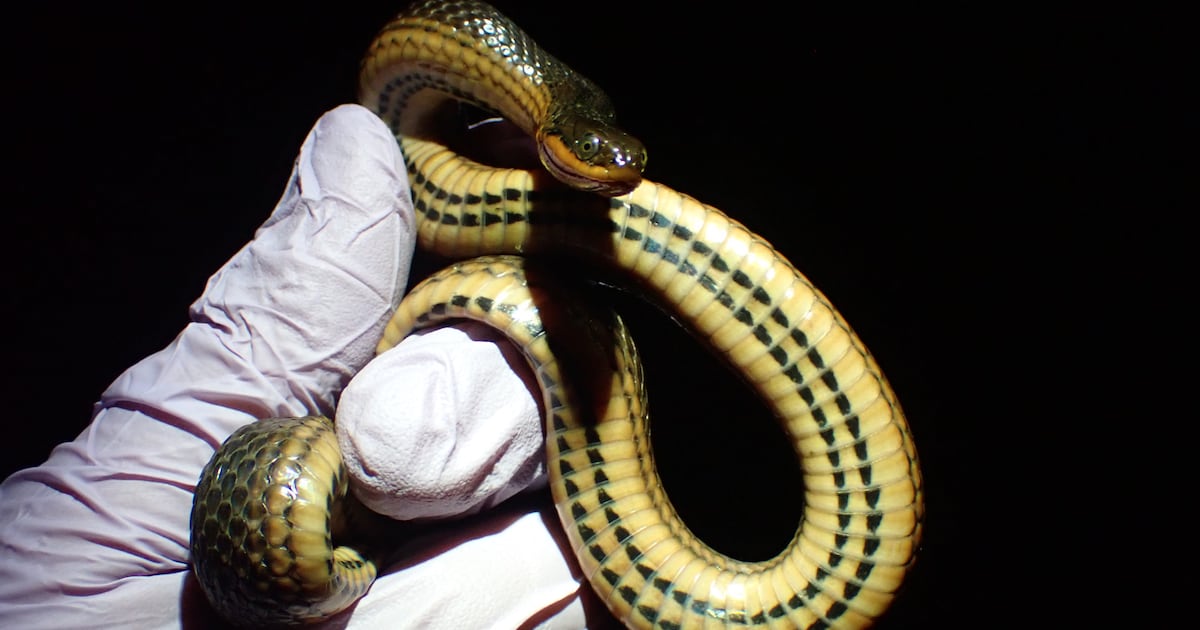 Infections could tip vulnerable snake species into extinction, UGA study says – WSB-TV Channel 2