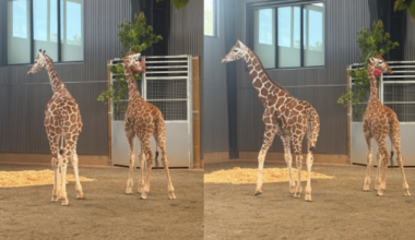 2 baby giraffes vanished more than a year ago; they are now at Madison, Georgia safari park - WSB-TV Channel 2