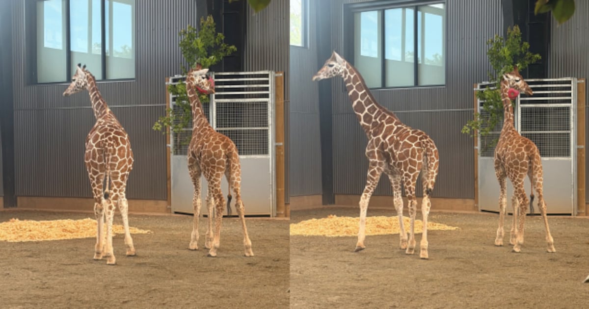 2 baby giraffes vanished more than a year ago; they are now at Madison, Georgia safari park - WSB-TV Channel 2
