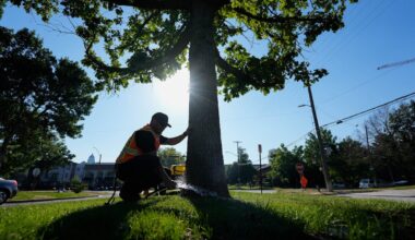 How to keep trees alive in Utah's worsening drought