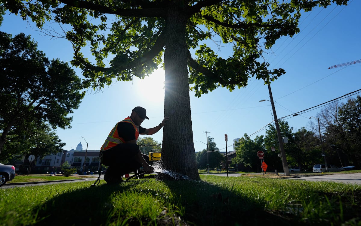 How to keep trees alive in Utah's worsening drought