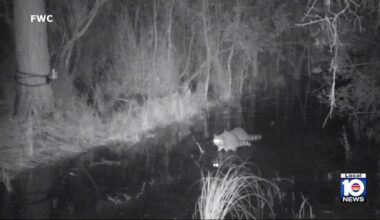 Wildlife officers investigate raccoon attack in North Miami