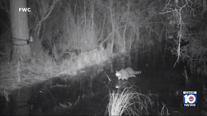 Wildlife officers investigate raccoon attack in North Miami