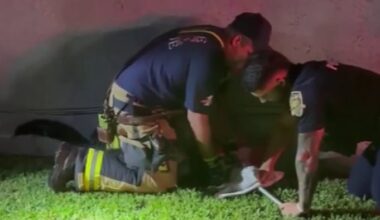 Davie firefighters, police wrangle gator after responding to water main break