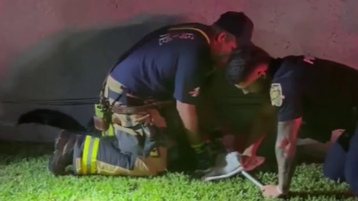Davie firefighters, police wrangle gator after responding to water main break