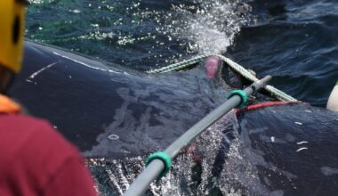 Humpback whale caught in fishing rope freed off Massachusetts: "It was an honor," rescuers said