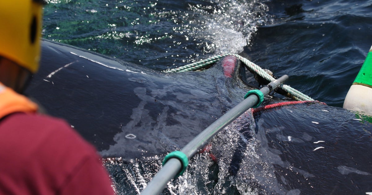 Humpback whale caught in fishing rope freed off Massachusetts: "It was an honor," rescuers said
