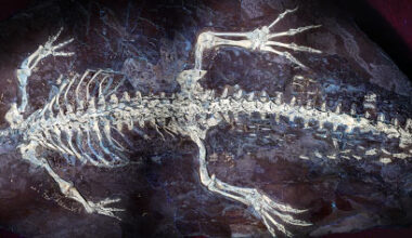 The holotype specimen of Montsecosuchus depereti. Image credit: Castillo-Visa et al., doi: 10.1093/zoolinnean/zlag076.