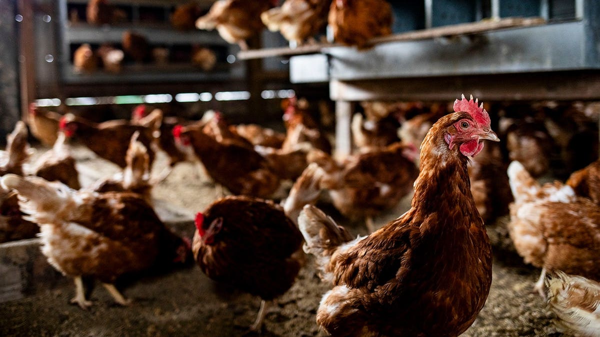 ISA Brown chickens standing inside a chicken coop at an egg farm in Mason, Michigan