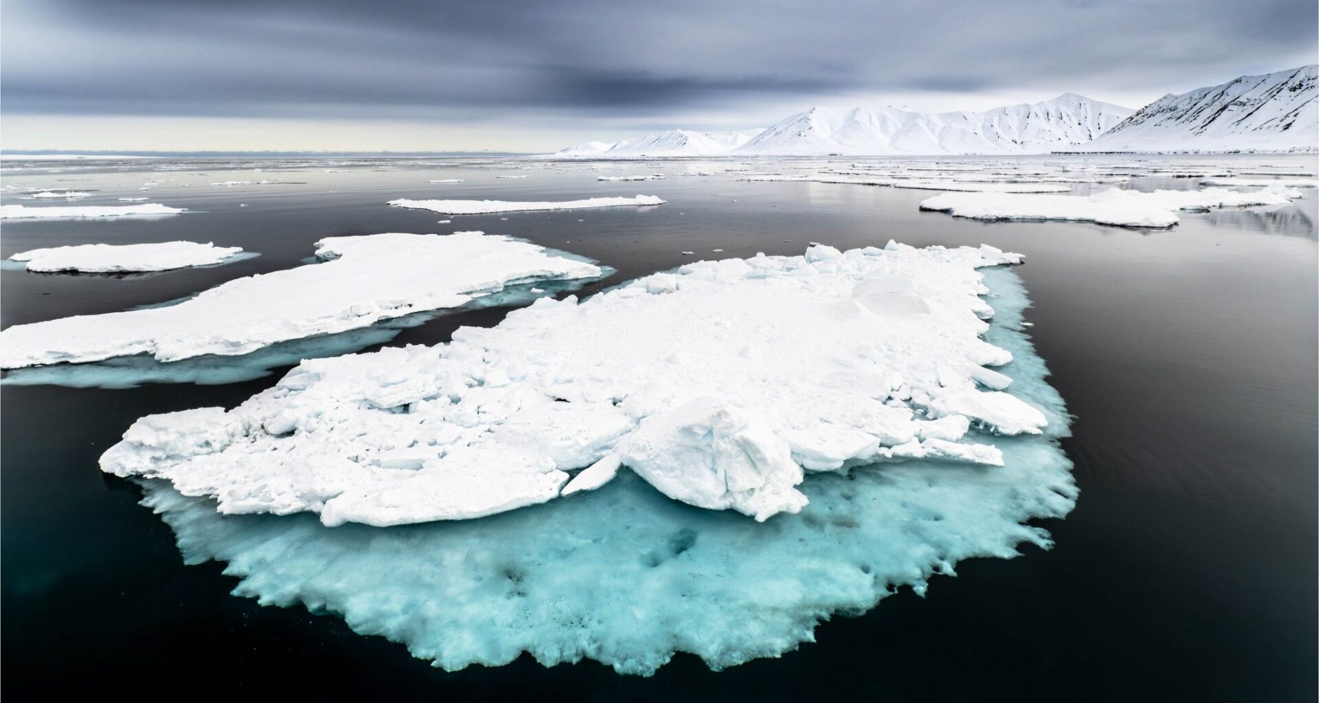 Sea ice loss in the Arctic has triggered a critical tipping point that's destroying the food chain