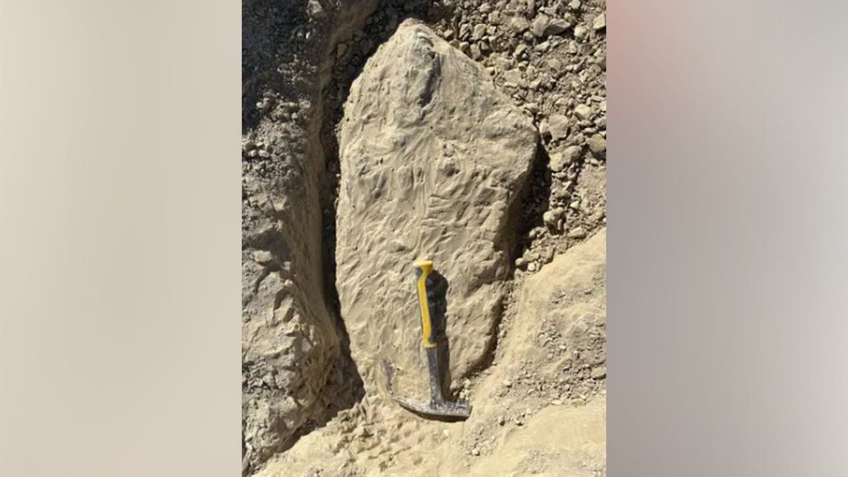 tylosaurus fossil in the ground