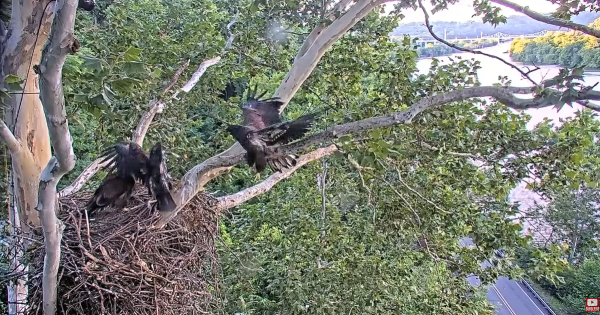 2 eaglets in U.S. Steel nest take first flights: "An incredible milestone"