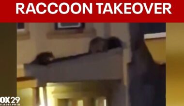 Raccoon family takes over abandoned Kensington row home, neighbors urge city action