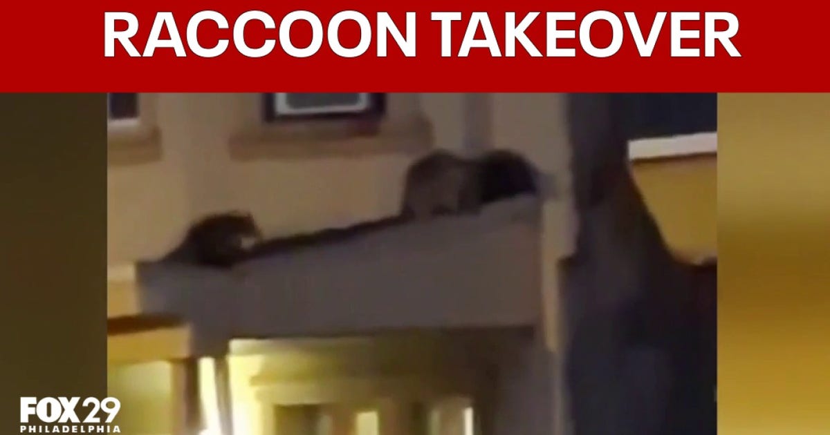 Raccoon family takes over abandoned Kensington row home, neighbors urge city action