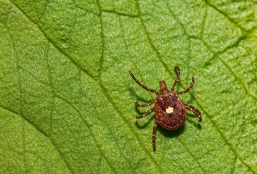 A close up of a Lone Star Tick (Amblyomma americanum) on a green leaf.