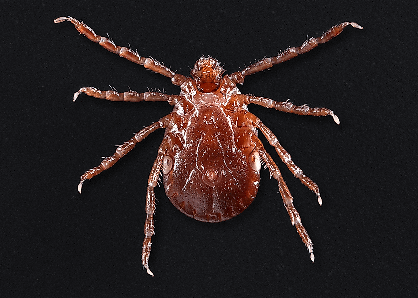 Female Haemaphysalis longicornis, ventral (underside) view.