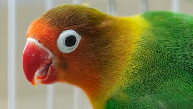 It Turns Out Birds Masturbate Too, And It Could Have Evolutionary Roots