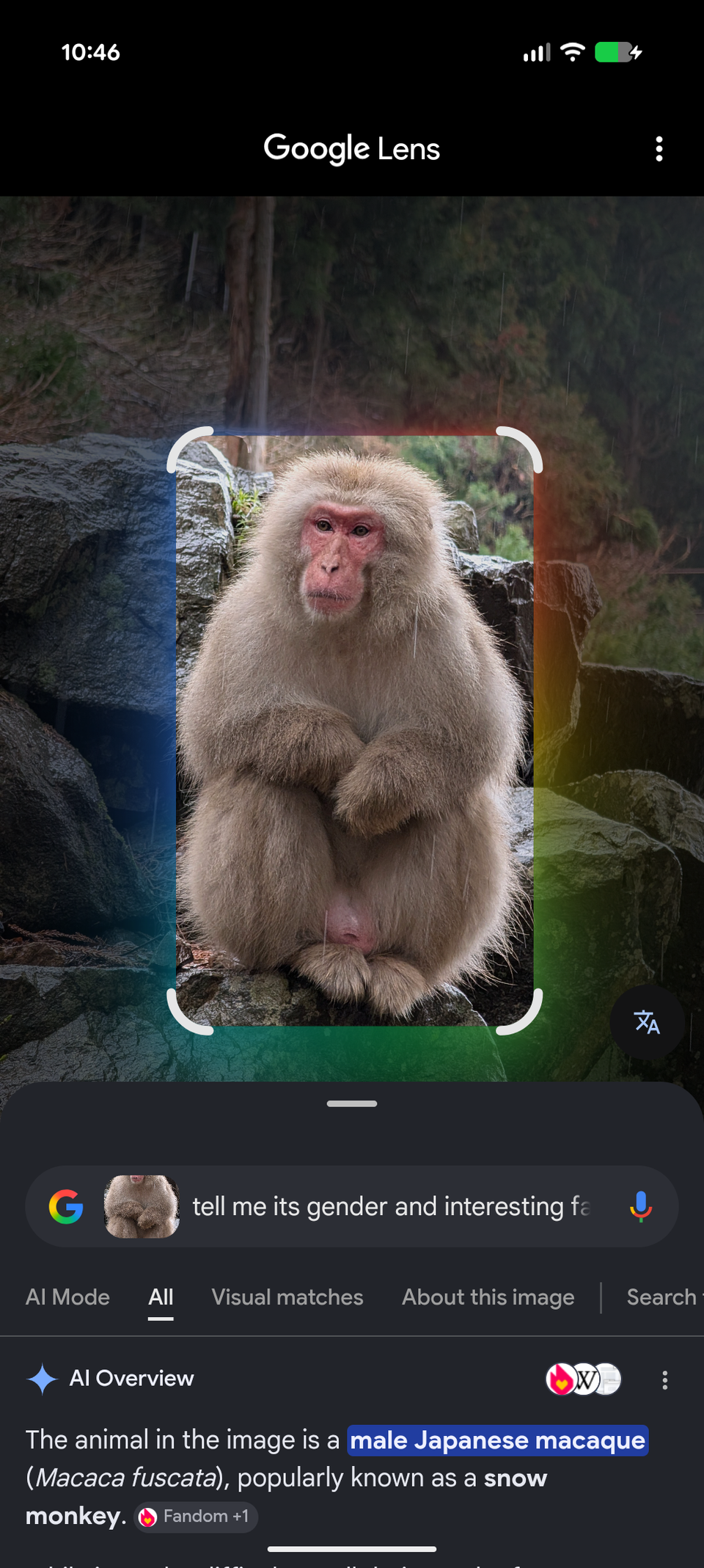 Image of a macaque monkey shown on Google search results via Google Lens