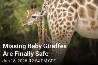 Missing Baby Giraffes Are Finally Safe