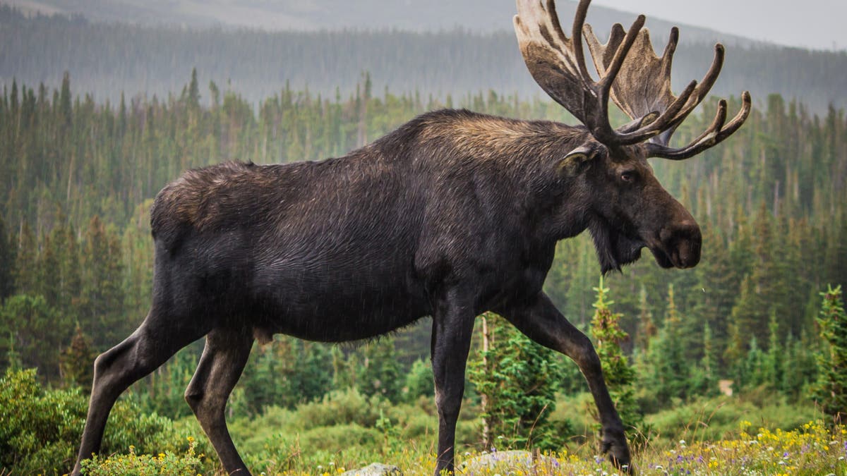 Moose walking through water at Brainard Lake in Colorado
