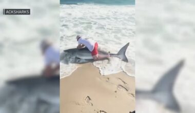 Video of great white shark caught on Nantucket, MA beach – NBC Boston