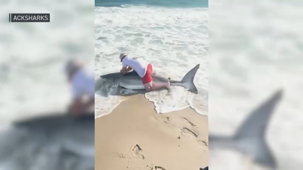 Video of great white shark caught on Nantucket, MA beach – NBC Boston