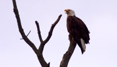Nature: Bald eagles - CBS News