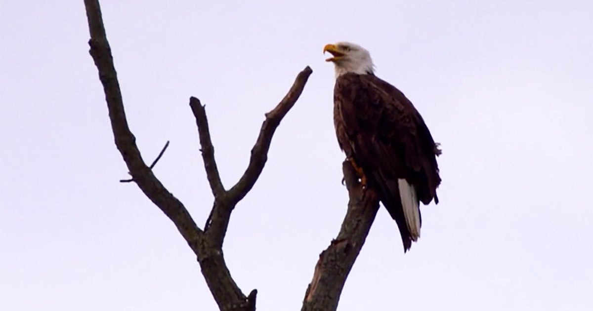 Nature: Bald eagles - CBS News
