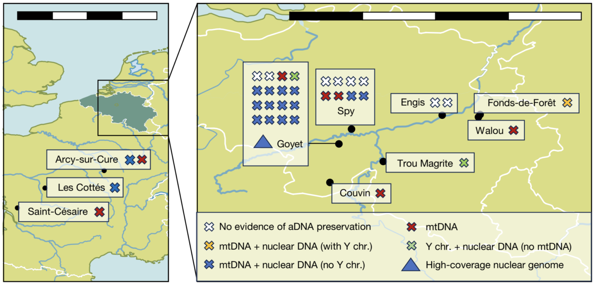The Last Neanderthals in Europe Were Genetically Diverse