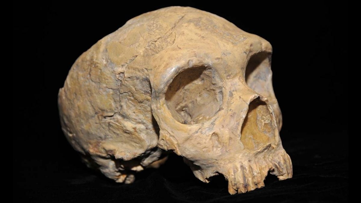 Ancient DNA Reveals a Genetic Surprise in The Last Neanderthals : ScienceAlert