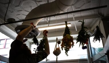 Mainers are turning to plants for health care as conventional treatment is harder to get