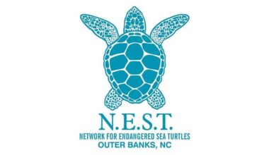 The Outer Banks Voice - As sea turtle nesting season begins, N.E.S.T. offers some do’s and don’ts