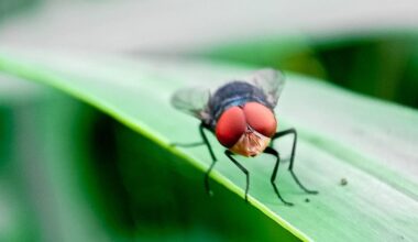 USDA confirms presence of New World screwworm in the United States