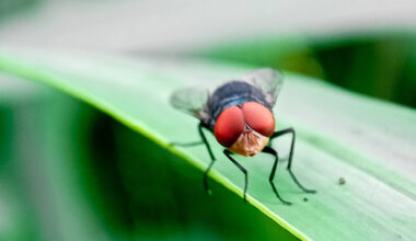 Animal health officials respond to second detection of New World screwworm in the United States