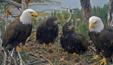 Big Bear bald eagle chicks growing fast as they prepare for major milestone