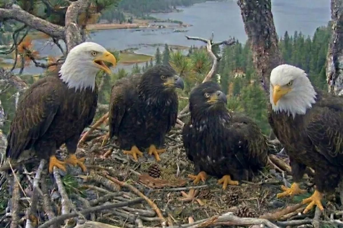Big Bear bald eagle chicks growing fast as they prepare for major milestone
