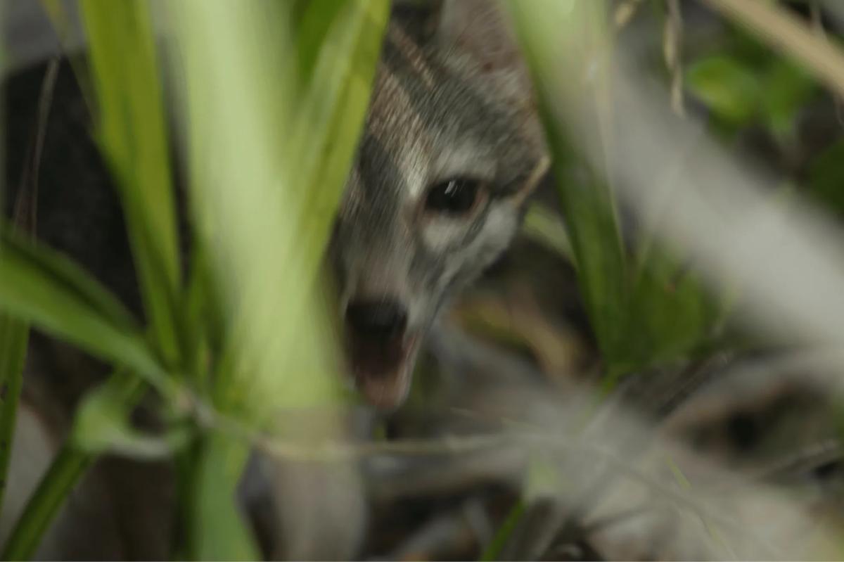 Rare photograph proves adorable Cozumel dwarf fox not extinct