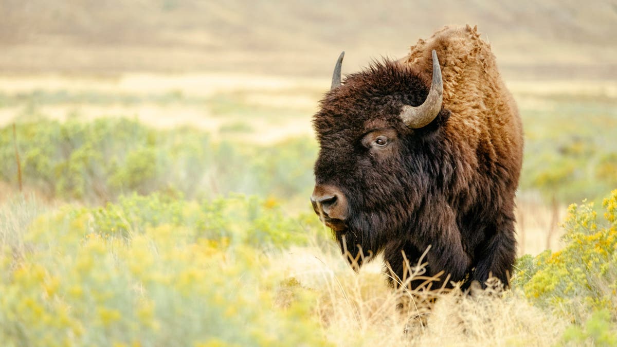 A North American Bison standing in the wild looking into the distance