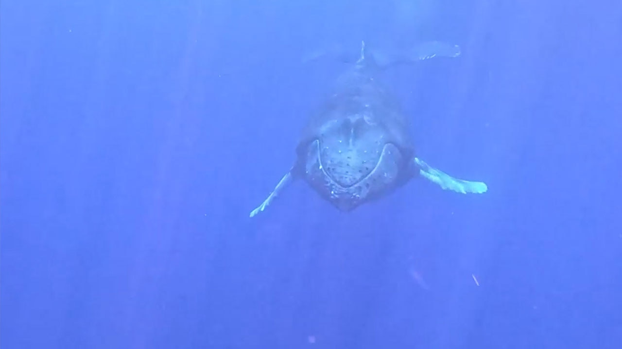 Divers' close encounter with whale after spectacular breach