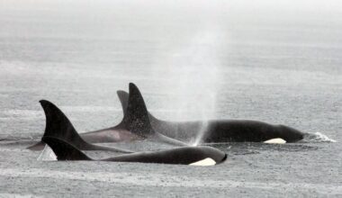 Bigg’s orca sightings on the rise in Puget Sound, Salish Sea